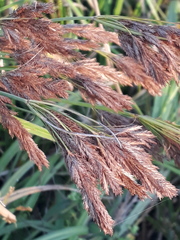 Cyperus prolixus