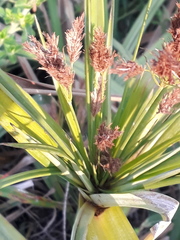 Cyperus prolixus
