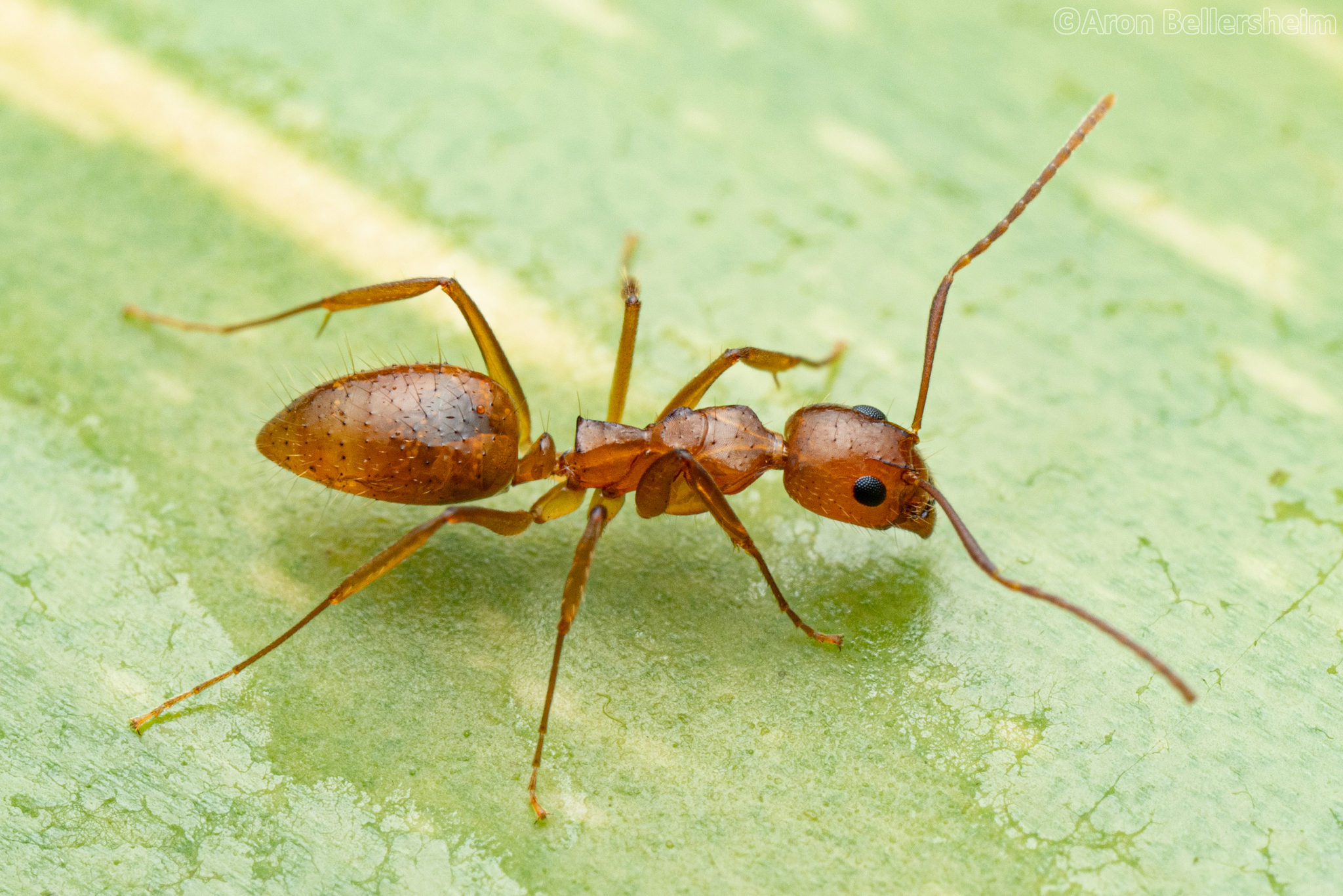 Dolichoderus utriensis