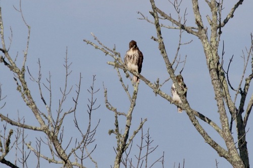 Red-tailed Hawk