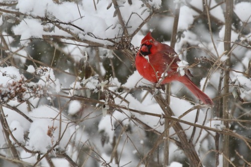 Northern Cardinal