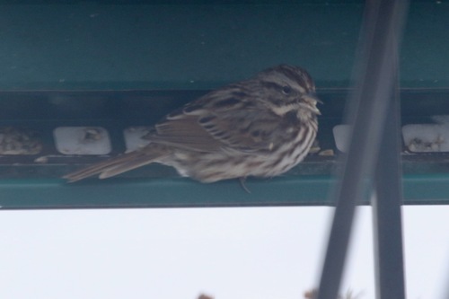 Song Sparrow