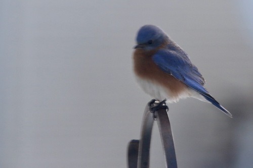 Eastern Bluebird
