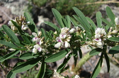 Lespedeza juncea