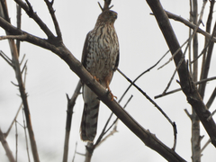 Accipiter cooperii