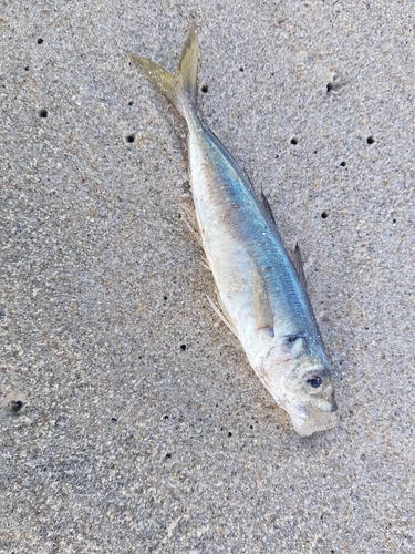 Atlantic horse mackerel (Trachurus trachurus) — Carangidae