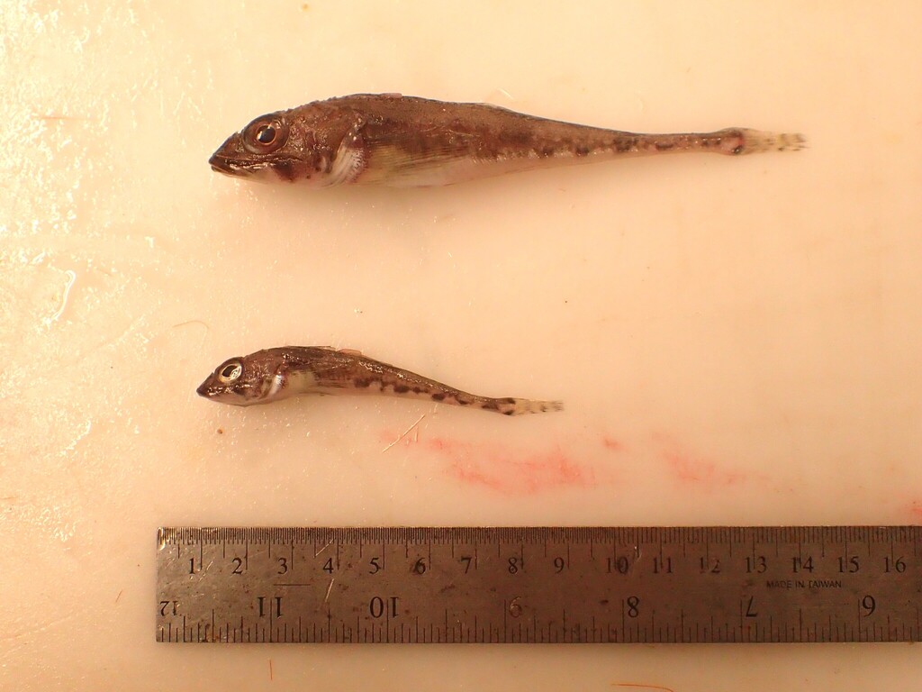 Moustache sculpin (Triglops murrayi) — Cottidae
