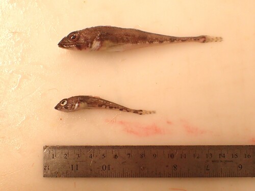 Moustache sculpin (Triglops murrayi) — Cottidae