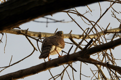 Accipiter cooperii