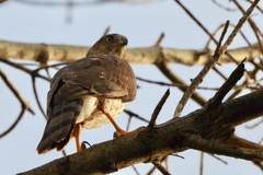 Accipiter cooperii