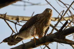 Accipiter cooperii