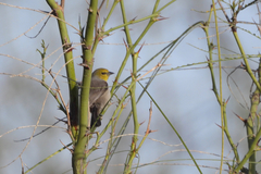 Auriparus flaviceps