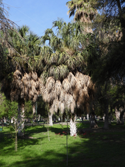 Sabal mexicana