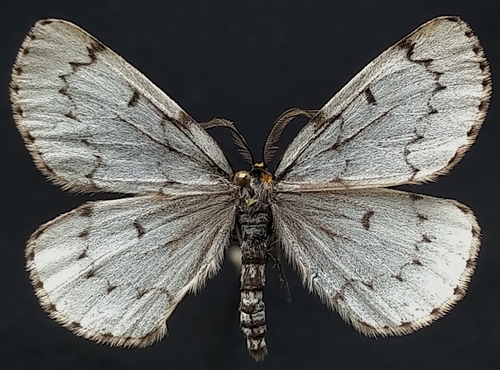Chain-dotted Geometer Moth