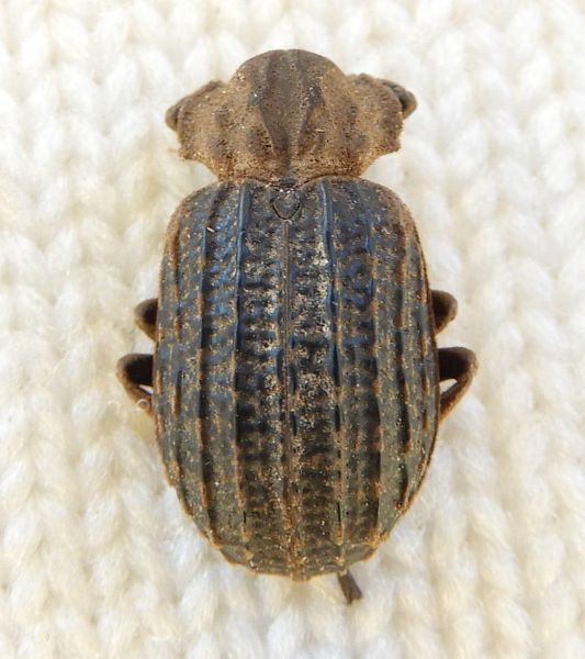 Omorgus carinatus