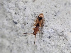 Cryptamorpha desjardinsi