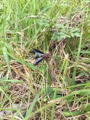 Physocephala floridana