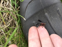 Physocephala floridana