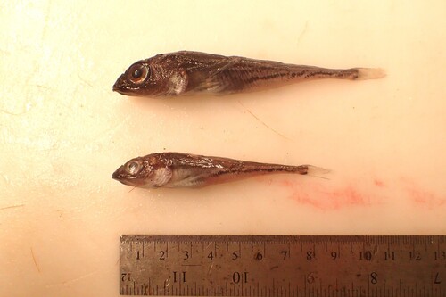 Bigeye sculpin (Triglops nybelini) — Cottidae — 5