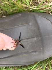 Physocephala floridana