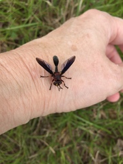 Physocephala floridana