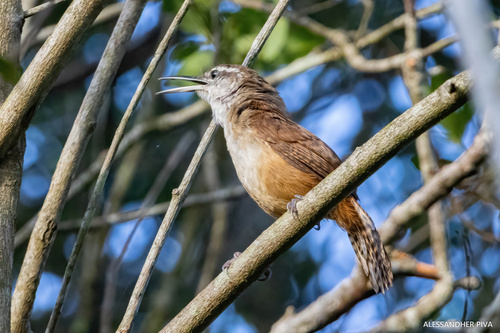 Long-billed Wren (Cantorchilus longirostris), photo 9