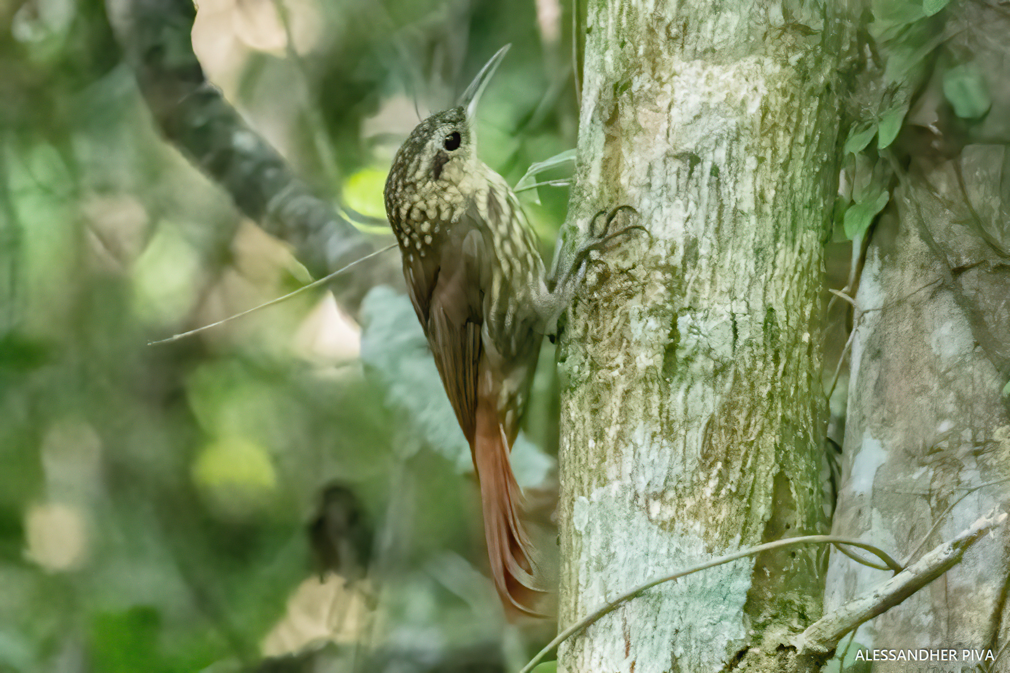 Lesser Woodcreeper (Xiphorhynchus fuscus), photo 2