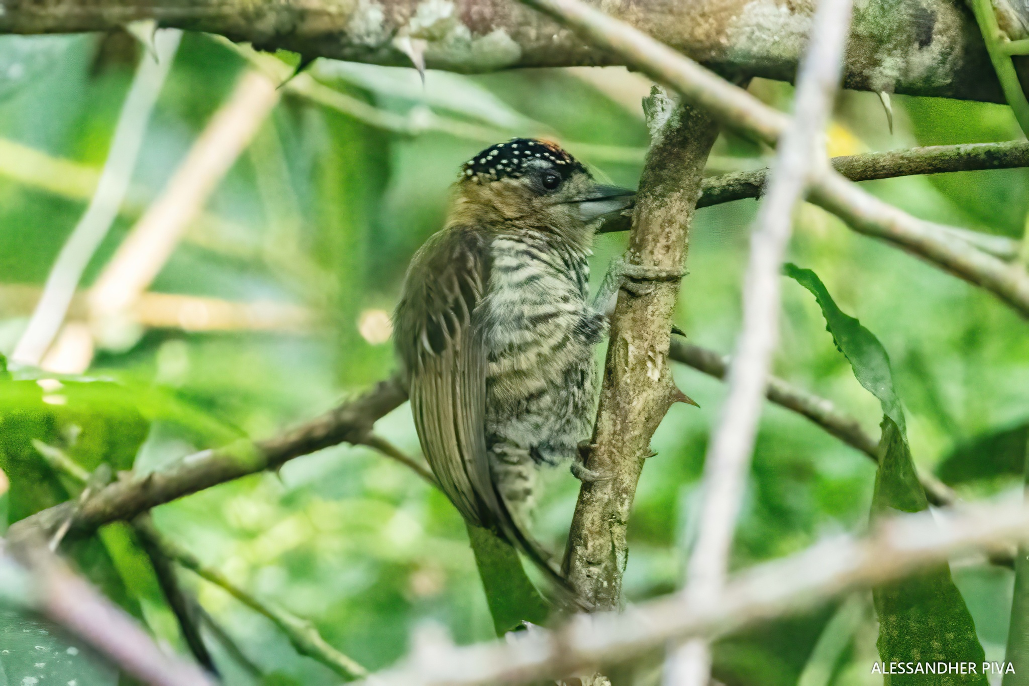Ochre-collared Piculet (Picumnus temminckii), photo 5