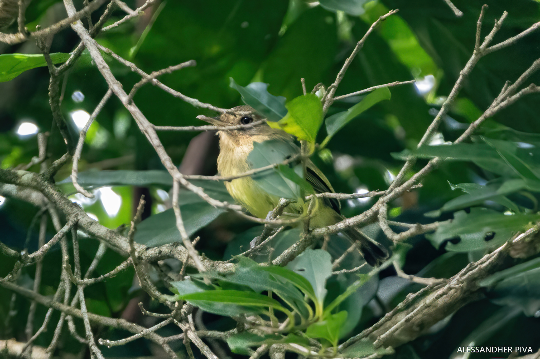 Kaempfer's Tody-Tyrant (Hemitriccus kaempferi), photo 1