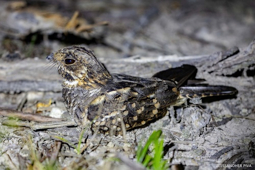 Little Nightjar (Setopagis parvula)