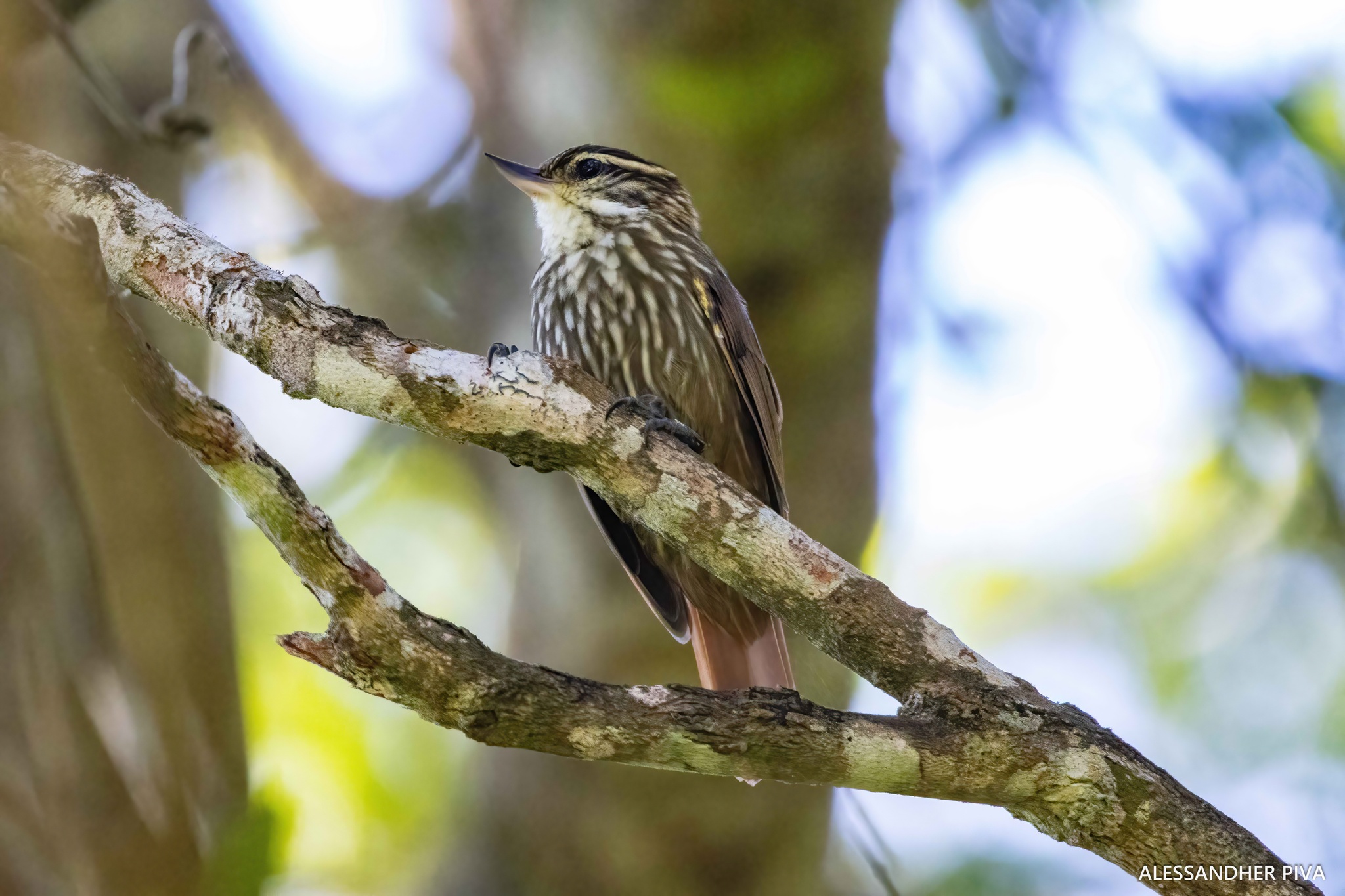Streaked Xenops (Xenops rutilans), photo 2