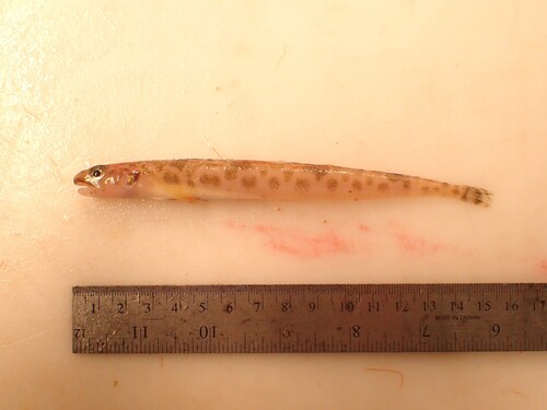 Daubed shanny (Leptoclinus maculatus) — Stichaeidae