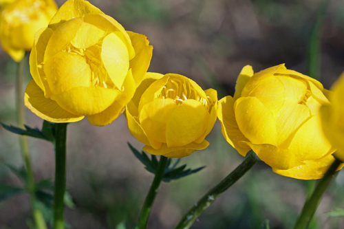 Trollius europaeus iNat (3)