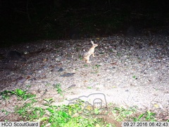 Sylvilagus cunicularius insolitus