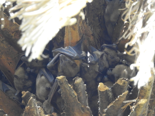 Madagascan Fruit Bat