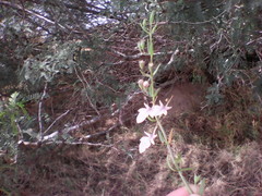 Teucrium glandulosum