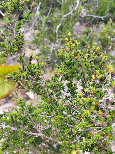 Rachicallis americana
