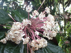 Clerodendrum quadriloculare