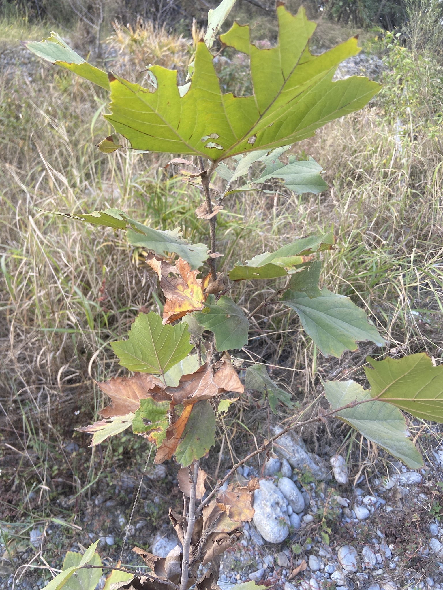 Rzedowski's Sycamore (Platanus rzedowskii)