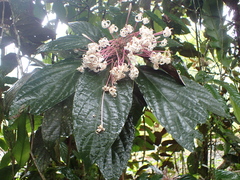 Clerodendrum quadriloculare