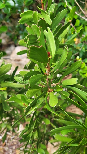 Phyllanthus epiphyllanthus, photograph 4