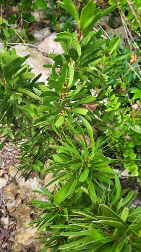 Phyllanthus epiphyllanthus, photograph 5