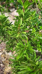 Phyllanthus epiphyllanthus, photograph author not stated, no rights reserved