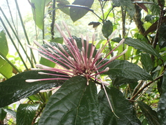 Clerodendrum quadriloculare