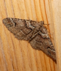 Catarhoe basochesiata