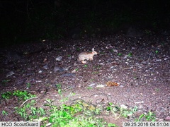 Sylvilagus cunicularius insolitus