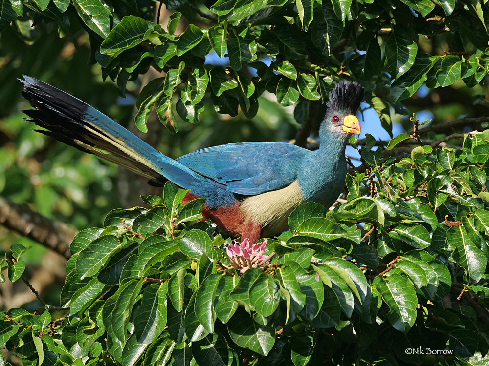 #『Southern blue 』　カノコダカラ貝 Mavi Kanatlı Kukabura - eBird
