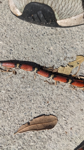 Scarletsnake