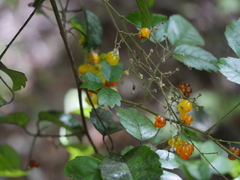 Rubus australis