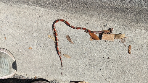 Scarletsnake